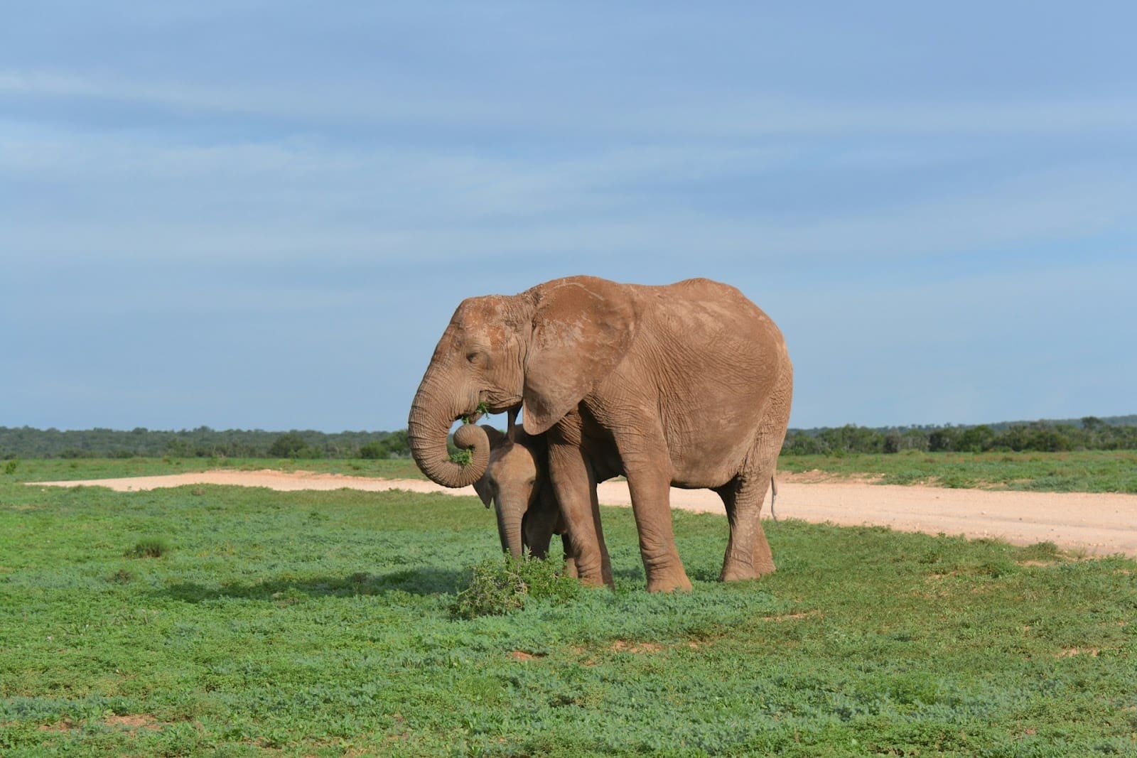 a large elephant standing on top of a lush green field